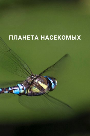 Смотреть онлайн Планета насекомых