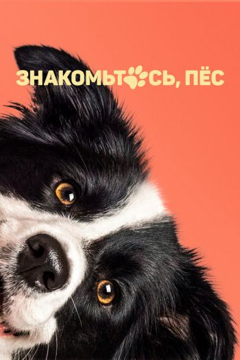 Смотреть онлайн Знакомьтесь, пёс (2022)